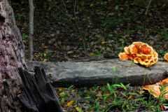 mushroom